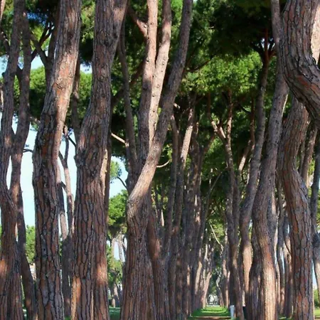 Myconos Deluxe D3 - Pineto