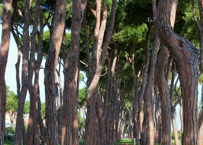 Myconos Deluxe D3 - Pineto